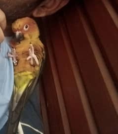 hand tame male sun conure