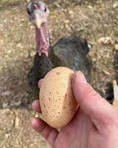 Turkey Fertile Eggs blue slate, black and golden mix