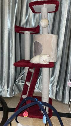 Cat House | Treehouse | Scratching Posts | Toy