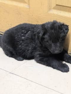 German Shepherd Long coat Black puppy Females