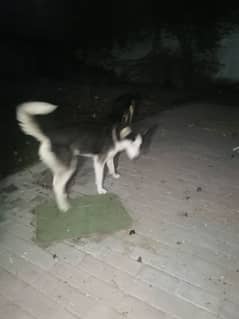 Husky for sale or can be exchange with rottweiler /GSD/pitbul