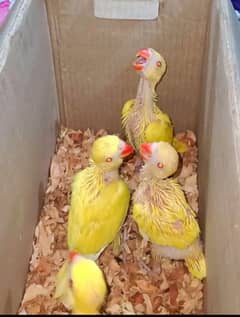 yellow ringneck parrot baby for sell