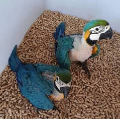 blue macaw parrot cheeks for sale 03=49=68.26=931