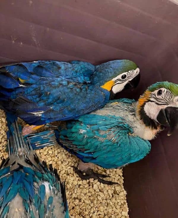 blue macaw parrot cheeks for sale 03=49=68.26=931 1