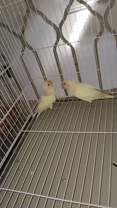 LOVE BIRDS ALBINO SPLIT EYES