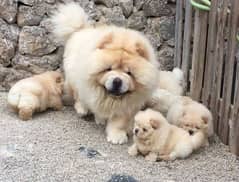 chow chow puppies 03361777030