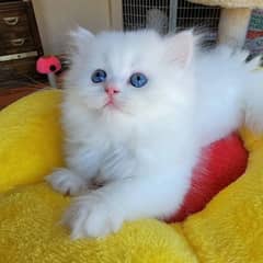 Persian white kitten with blue eyes available in Lahore 03174495524