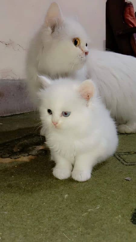 Persian white kitten with blue eyes available in Lahore 03174495524 1