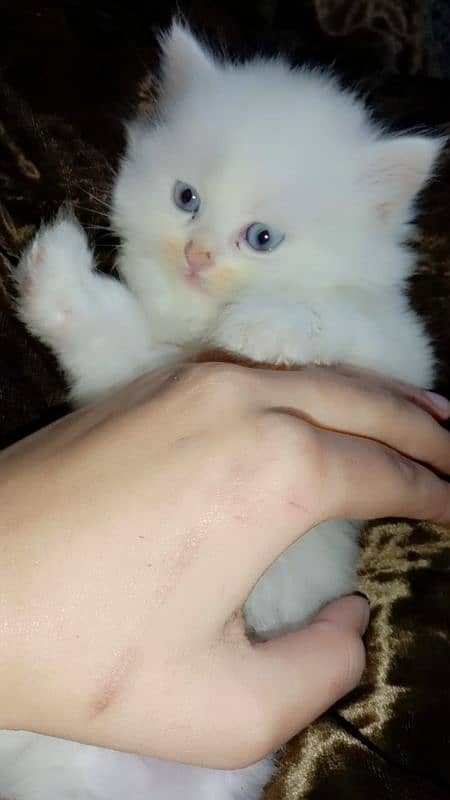 Persian white kitten with blue eyes available in Lahore 03174495524 2