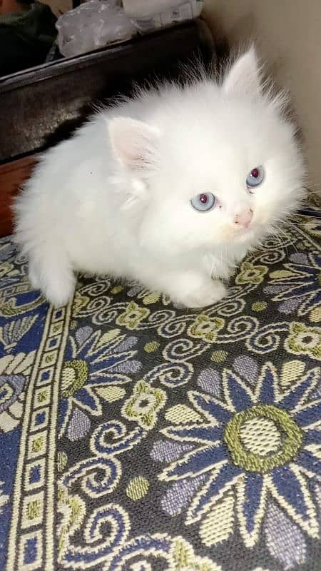 Persian white kitten with blue eyes available in Lahore 03174495524 3