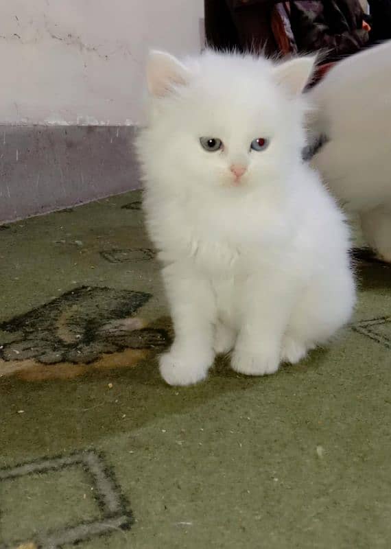 Persian white kitten with blue eyes available in Lahore 03174495524 4