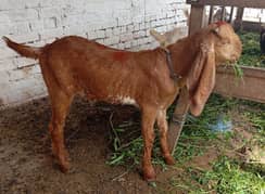 Makhi cheena bakra