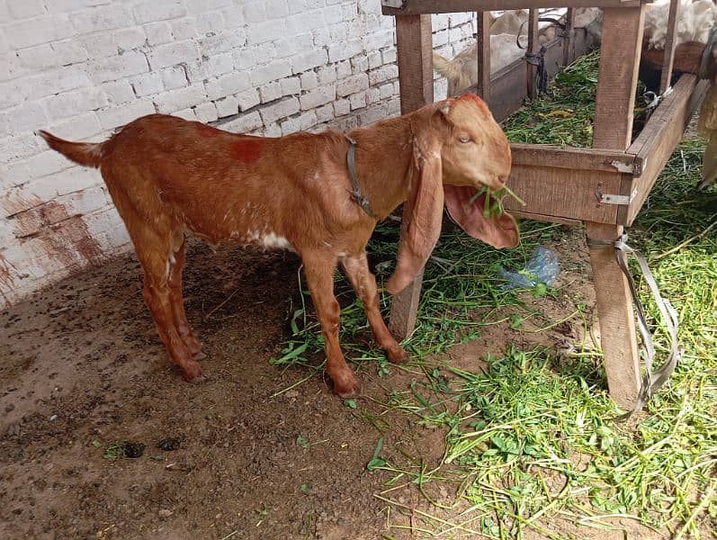 Makhi cheena bakra 2