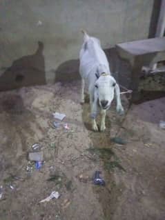 goat for sell