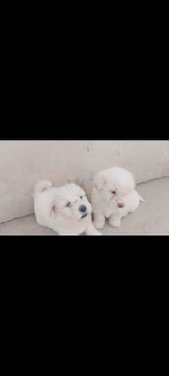 teddy bear females puppies for sale