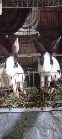 rabbits for sale