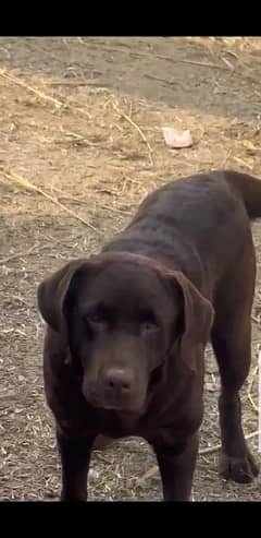 chocolate female Labrador