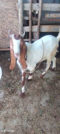 Bakra for sale