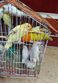 p. f creamino decino albino red eys albino black eyes parblue lovebirds