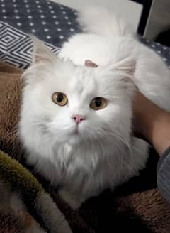 White Persian Cat- Triple Coated