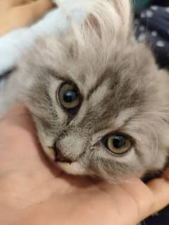 Triple coated persian kitten, 3 months old. Male.