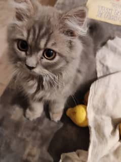 Triple coated persian kitten, 3 months old. Male.