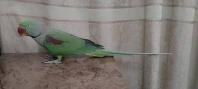 Raw Kashmiri Parrot for sale