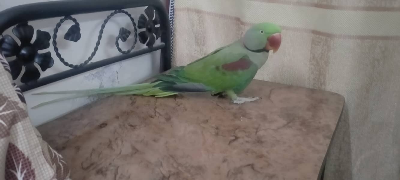 Raw Kashmiri Parrot for sale 1