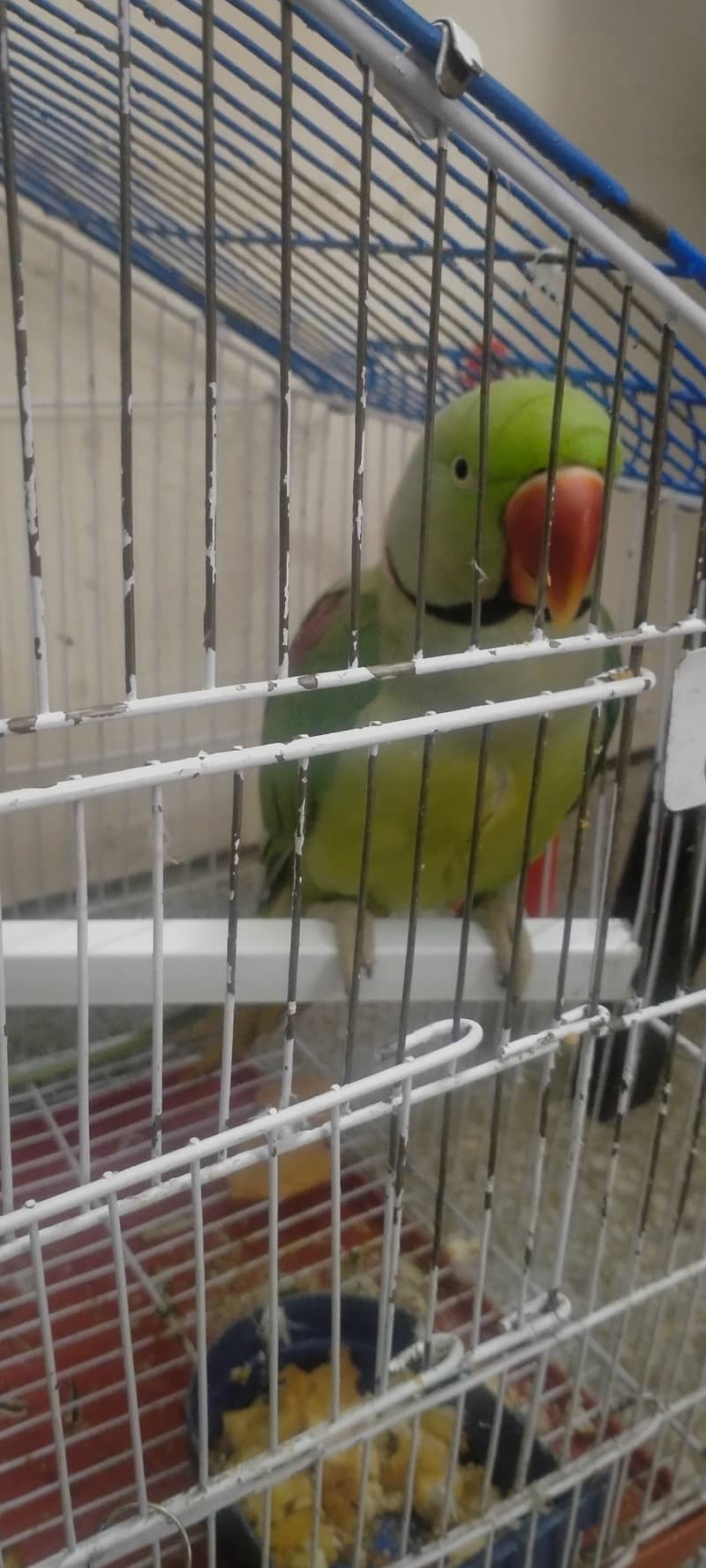 Raw Kashmiri Parrot for sale 2