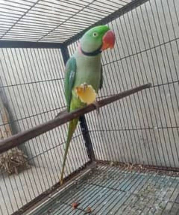 Kashmeri Raw Parrot 9 Month Age WhatsApp 03463745618 0