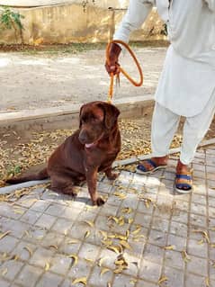 chocolate Labrador male very active home trained doq