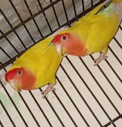 Love birds and Cage's 03234586913