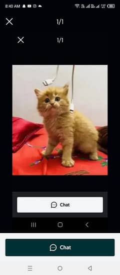 Persian cat for sale male or female my WhatsApp0329=24=43=631