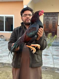 High quality Aseel birds for sale