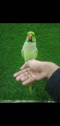 face to face talking parrot