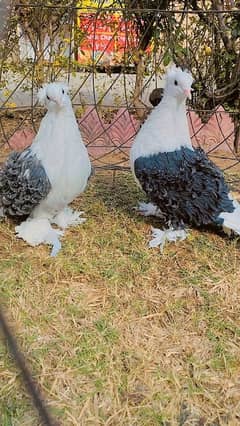 Black saddle and foster pair fancy pigeons