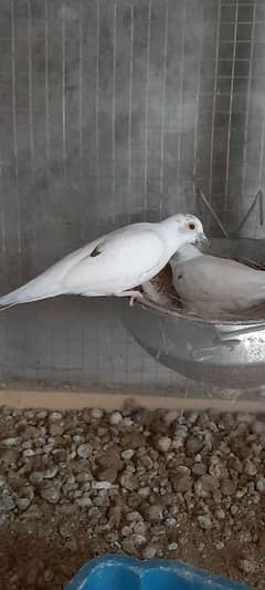 Diamond pied dove breader pair