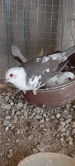 Diamond pied dove breader pair