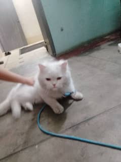 white persian male cat