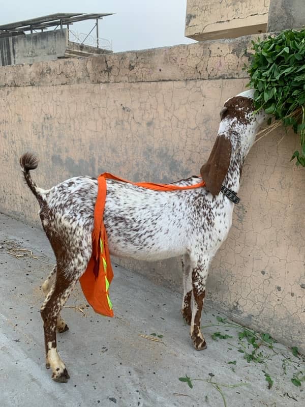 Goats with kids 2