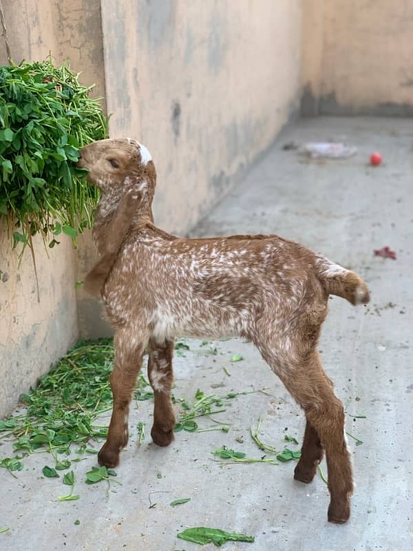 Goats with kids 8