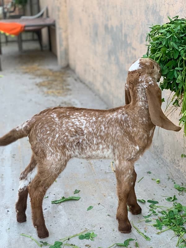 Goats with kids 9