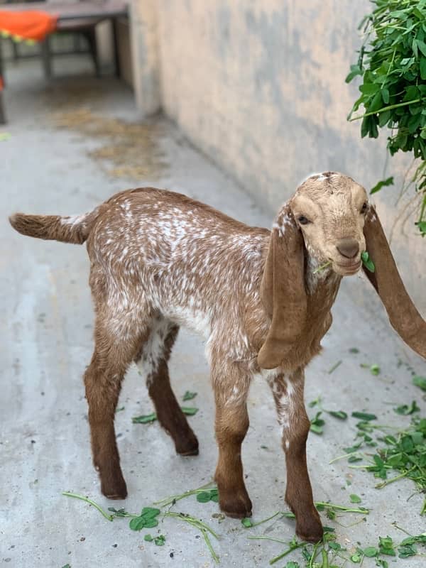 Goats with kids 10