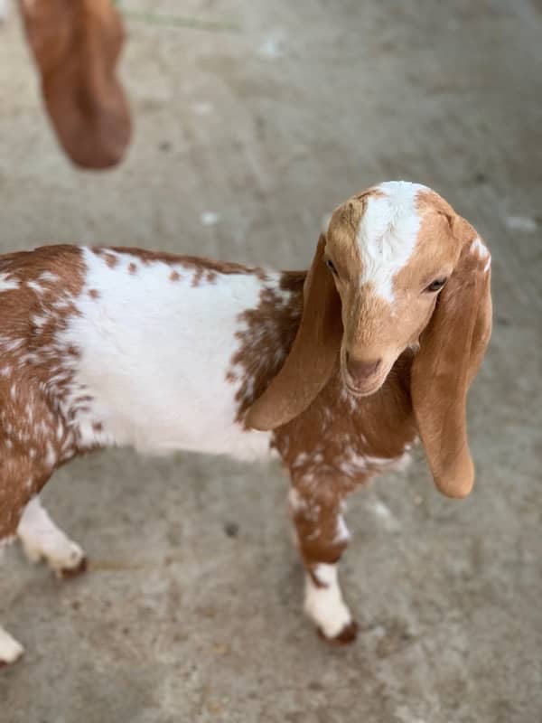 Goats with kids 11