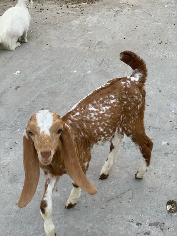 Goats with kids 12