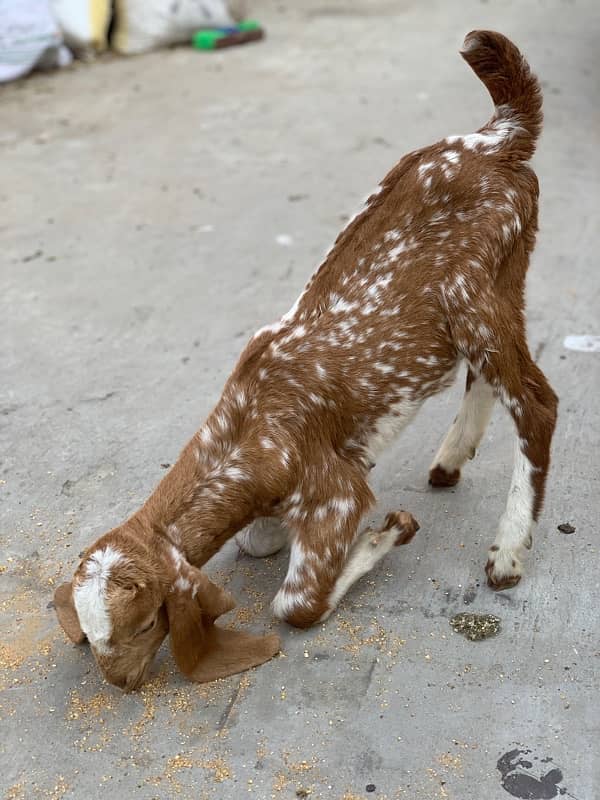 Goats with kids 13