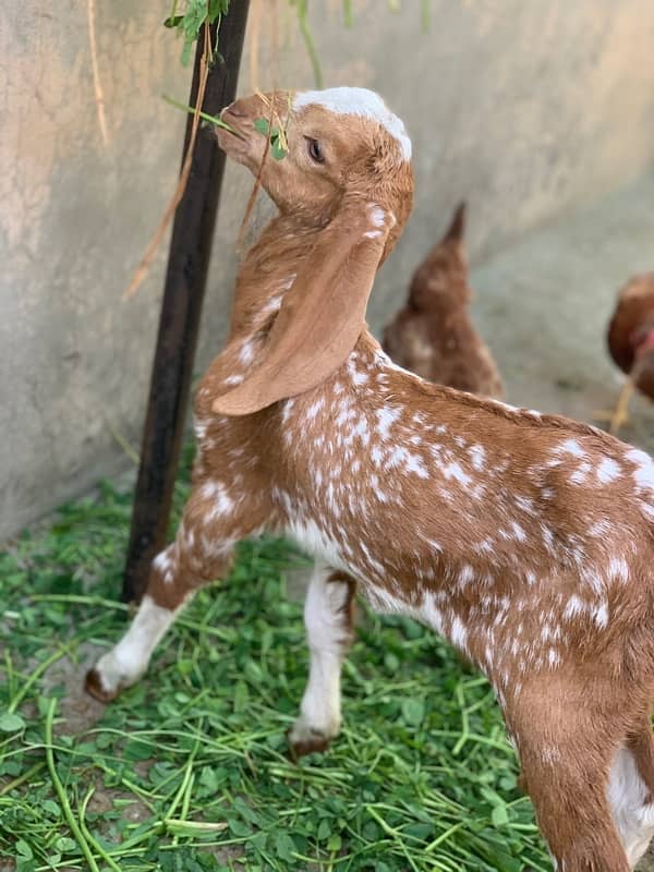 Goats with kids 14