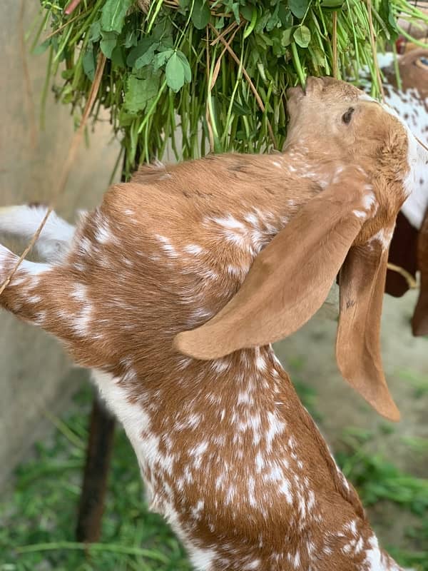 Goats with kids 15