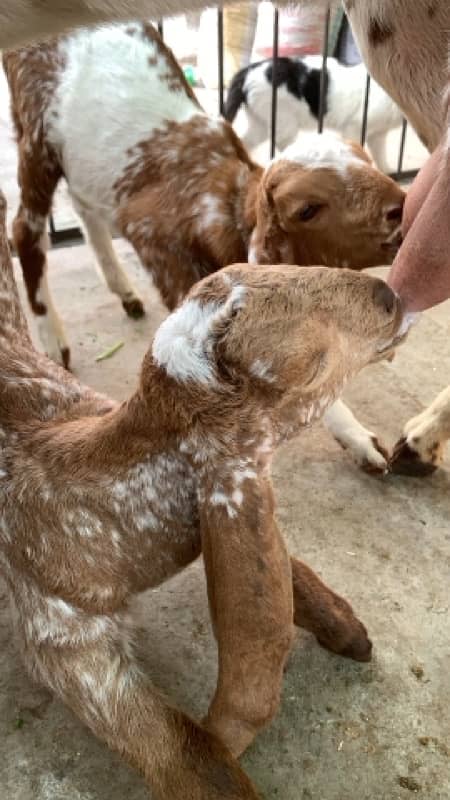 Goats with kids 16