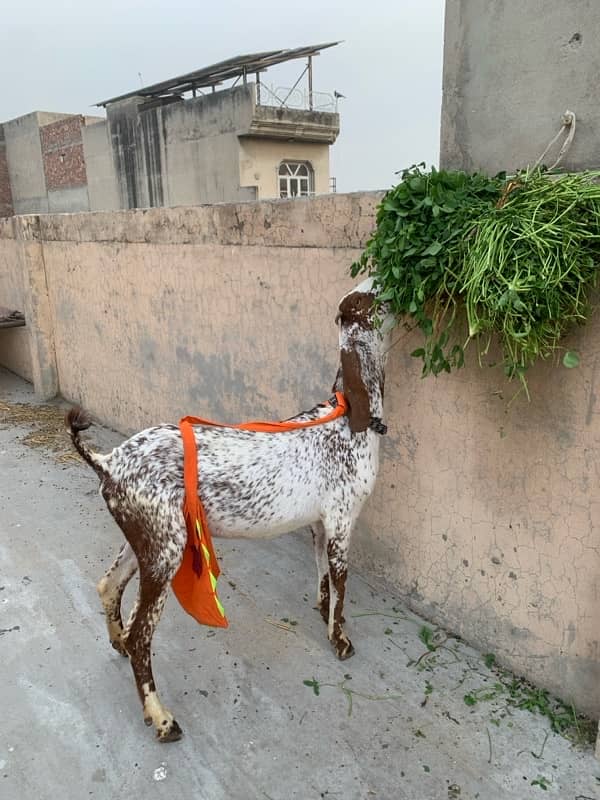 Goats with kids 17